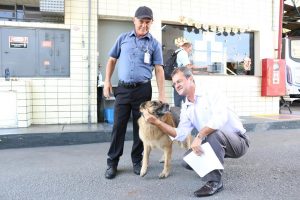 Cachorros da Radial