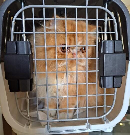Cresce o número de animais de estimação no Brasil, e o transporte público de São Paulo adota regras específicas para circulação