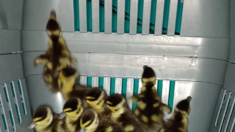 ViaMobilidade resgata 13 patos e devolve à natureza com segurança