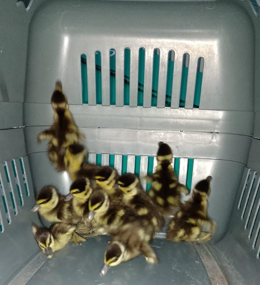 ViaMobilidade resgata 13 patos e devolve à natureza com segurança