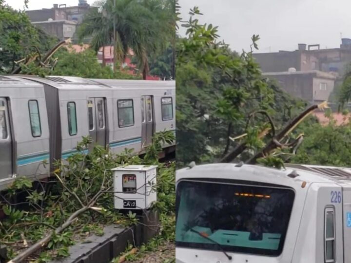 Queda de galhos de árvore afeta circulação na Linha 3-Vermelha